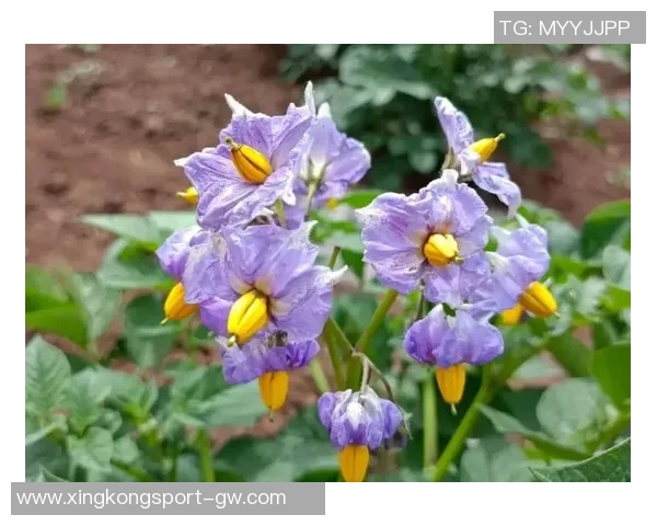 今日趣图：土豆开花的奇妙瞬间与枪手夺冠的美好期待